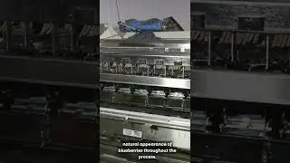 Discover how we can optimize your blueberry packing process! | Milbor PMC
