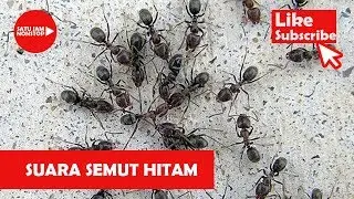[ 1 JAM NONSTOP ]  Nyata!! Suara Koloni Semut Hitam