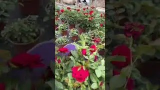 How to prooning Rose Plant by this trick #shorts #gardening #tricks