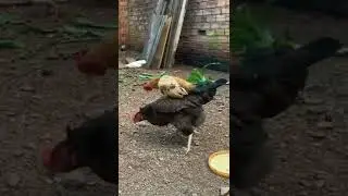 Small Rooster Big Hen Meeting #Shorts
