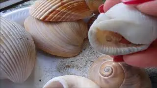Shelling in Pine Knoll Shores, NC
