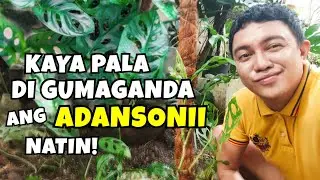 6 MISTAKES SA PAGAALAGA NG ADANSONII | PLANT CARE GUIDE