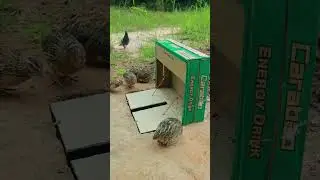 Simple Best Underground Bird Trap Using Cardboard Box #shorts