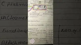 # structure of prokaryotic cell diagram and functions