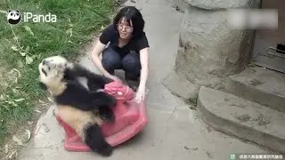 Cute: Panda cub enjoys riding rocking horse