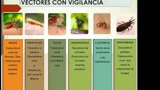VIGILANCIA ENTOMOLÓGICA DE VECTORES DE ENFERMEDADES METAXÉNICAS EN LA REGIÓN SAN MARTÍN