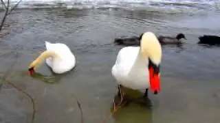 Mute Swan Cam