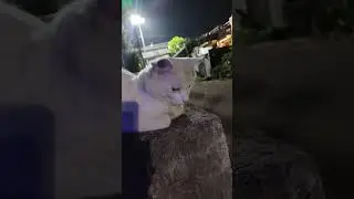 🥰🥰🥰🥰🥰#CatLovers, #FunnyCats, #CatLife, #CatsOfYouTube, #CatVideos, #PetCats