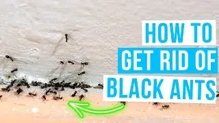 How to GET RID OF BLACK ANTS in house FAST!