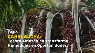 Canangucha: Tesoro Amazónico Transforma Humedales en Oportunidades - TvAgro por Juan Gonzalo Angel