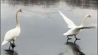 Mute swans preparing for flight ✈️ (Royal Swan and Polish Swan)