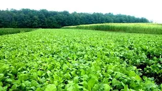 Planting a micro food plot for Hunting 