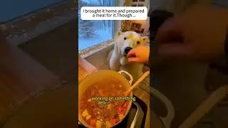SAVING A POLAR BEAR FROM THE EVIL WOLF!