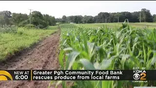Greater Pittsburgh Community Food Bank Rescues Produce From Local Farms