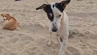 India, South Goa, Agonda beach.