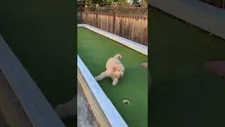#puppy #play #funny #family time #doodle #lightning #fast #running