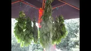 How to Dry & store Stinging Nettle for Tea
