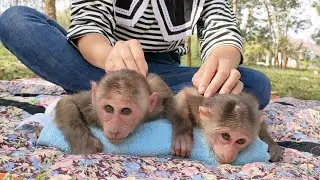 Baby Monkey Mimi Kuku sunbathe, relax, massage