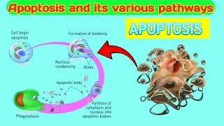 APOPTOSIS BIOPEDIA