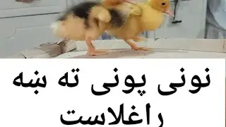 RJ MUDASSAR ZAMAN #vlog Noni Poni