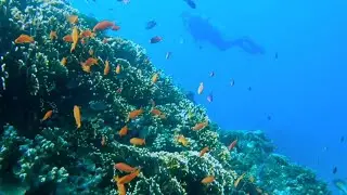 Golden anthias & fire coral, Fiji