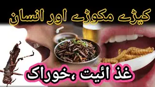 Why people eat Insects || Insects as Food