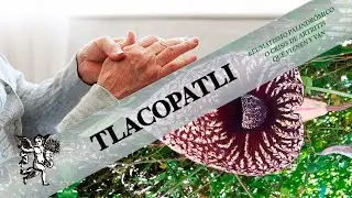 EL REUMATISMO PALINDR&Oacute;MICO O CRISIS DE ARTRITIS QUE VIENEN Y VAN LA PUEDES TRATAR CON EL TLACOPATLI