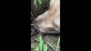 Dog does big sniff.