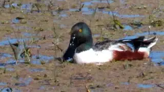 Northern Shoveler