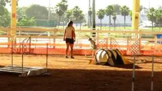 Legend's AKC Standard Debut