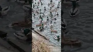 Собрались все до кучи.
