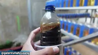 Update Farm, Rumah Cupang Masih Pakai Probiotik