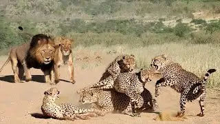 Animal Fight Club