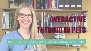 Overactive Thyroid in Pet, Pancreatitis, Cat Tumors, Loose Stools, and Asthma | Ask Dr. Angie Krause