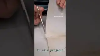 in situ conservation