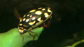 Pet Aquatic Insect Aquariums with Jesse Greene: Setup and Care