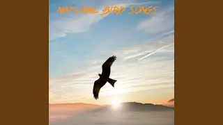 Natural Bird Songs