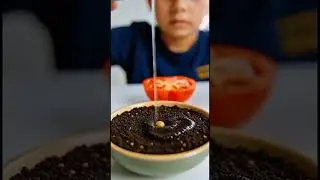 Tomato Seed to Plant | Seed Extraction to Full Growth