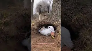 My Rabbit Vs My Dog Hiding Game #pets #rabbit #shortvlog #vlog #canada