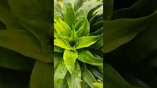 Bina care ke chalne wala plant #lifeisbutadream # #nature #garden #short