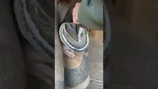 Relaxing stable ASMR &mdash; hoof cleaning & trimming. #hoofcleaning #satisfying #shorts