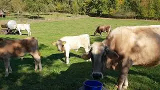 Kuhweide