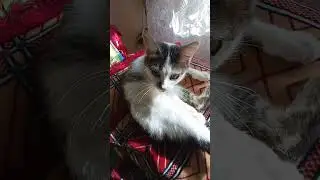 Принц на горошине...