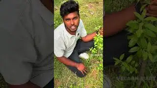 🤯💥3 crores...best investment 💸#sandalwood #farming #sandalwoodtree #agriculture #agribusiness
