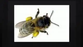 A Star Pest Control | Pest Control Edgewood MD