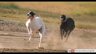 greyhound racing in punjab new video season 2026