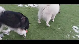 Gamma, Coconut and QiuQiu fun