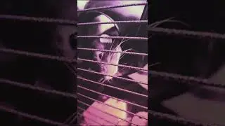 Ретро підбірка💜🐀🐾 #rat #ratties #щур #pets #щурики #cute