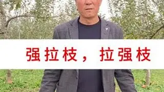 苹果产业的管理方式一如既往的话，受害的只有农民 #洛川大海 #大海带叶修剪#辩证管理