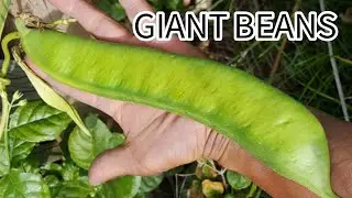 Giant Beans on the Vine!😱😱😍 Harvesting Amazing Bean Plants. #farmtime 